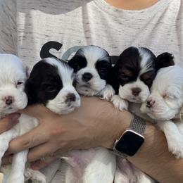 Cocker Spaniel puppies from Jason Sebastian