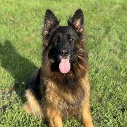 Jenny - German Shepherd
