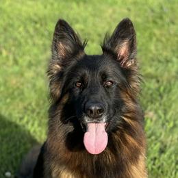Jenny - German Shepherd