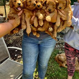Goldendoodle Puppies from Mountainside Goldendoodle