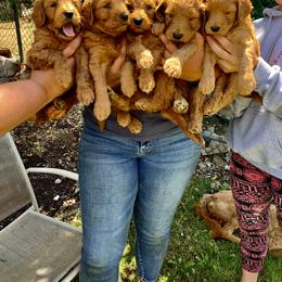 Goldendoodle Puppies from Mountainside Goldendoodle