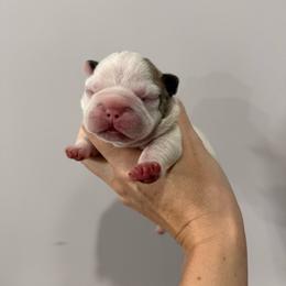 Bud - White and fawn male French Bulldog puppy in New Hampton, New Hampshire from Kismet French Bulldogs