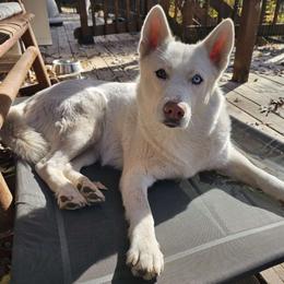 Nanuq - Siberian Husky