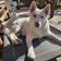Nanuq