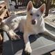 Nanuq