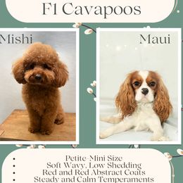 Cavapoo puppies from Selah Mountain Dogs