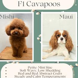 Cavapoo puppies from Selah Mountain Dogs