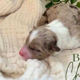Aussiedoodles and Australian Shepherds from Dutch’s Doodles