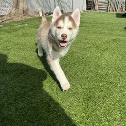 Siberian Husky Puppies from Young Orchard Siberians