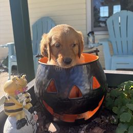 Kelsey - Majenta Collar - Dark golden female Golden Retriever puppy in Cheyenne, Wyoming from Battlemountain Kennels