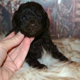 Cookie - Brown female Poodle puppy in Coarsegold, California from Love Chocolate Poodles
