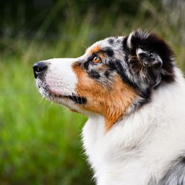 CeCe - Australian Shepherd
