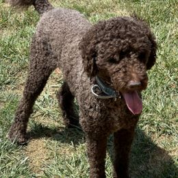 Goldendoodles and Poodles from Sweet Doodle Co.