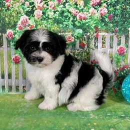SCOUT - Black and white male Havanese puppy in Summerfield, Florida from Honor Havanese
