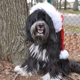 Tibetan Terrier All Grown Up from Dioghe Tibetan Terriers
