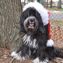 Tibetan Terrier All Grown Up from Dioghe Tibetan Terriers