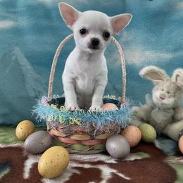 Chihuahua Puppies from Knox Rock'n Chihuahuas