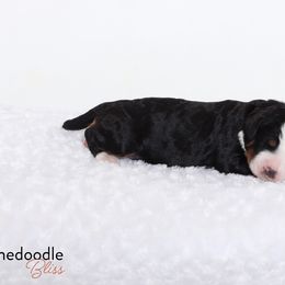 Bernedoodle Puppies from Bernedoodle Bliss