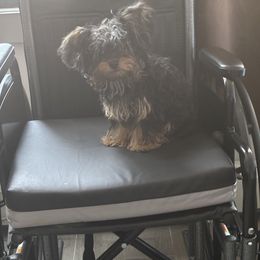 Poodle and Yorkipoo Puppies from Tuts Pups Cafe