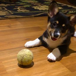 Pembroke Welsh Corgi Puppies from Off Road Ranch Corgis