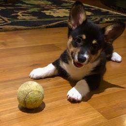 Pembroke Welsh Corgi Puppies from Off Road Ranch Corgis