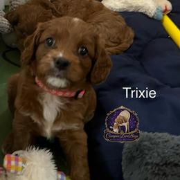 Trixie - Red female Cavapoo puppy in Ridgeville, South Carolina from Cavapoo Love Bugs