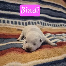 Bindi - Blue female Australian Cattle Dog puppy in Prescott Valley, Arizona from KS Cattle Dogs