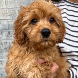 Sky - Apricot male Cavapoo puppy in Flower Mound, Texas from Safari Doodles