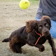 Dyna - Boykin Spaniel