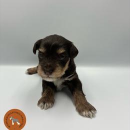 Lightning - Liver female Miniature Schnauzer puppy in Phoenix, Arizona from Sabrina's Miniature Schnauzers