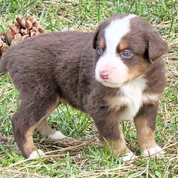 Hangman - Red tri male Miniature Australian Shepherd puppy in Spirit Lake, Idaho from Gemstone Ridge Mini Aussies