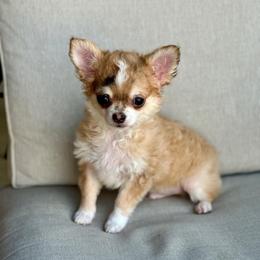 Monkey - Merle male Chihuahua puppy in Burleson, Texas from Luxe Paradise House of Chi