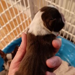 Boy 3 - Red male Boston Terrier puppy in Canmer, Kentucky from Hiser's Bluegrass Bostons