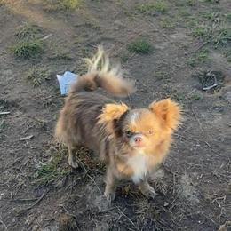 Ivory - Chihuahua