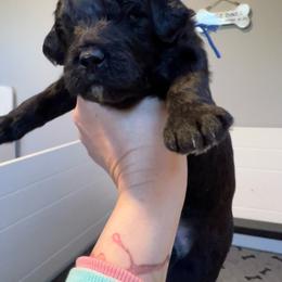 Tufted Titmouse, blue - Black and white male Aussiedoodle puppy in Grand Haven, Michigan from Happy Hippy Doodles