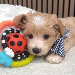 Oakley - Apricot male Maltipoo puppy in Spring, Texas from GlamPaw Maltipoos
