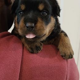 Rottweiler Puppies from Von Der Quinn Rottweilers