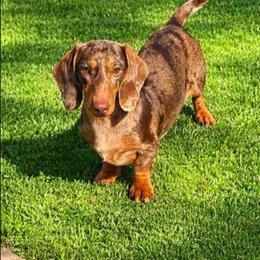 Blaze - Dachshund