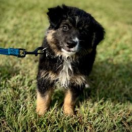 Millie - Black tri female Miniature American Shepherd puppy in Ash Grove, Missouri from 3 Barrels Farms, LLC