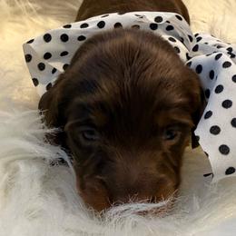Manon - Chocolate and tan female Dachshund puppy in Uriah, Alabama from Vera Ruth Farms