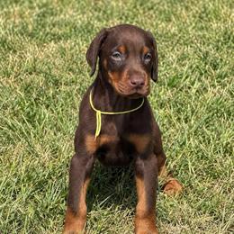 Yellow red boy - Red and rust male Doberman Pinscher puppy in Peru, Indiana from De luxe dobermans