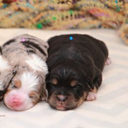 Miniature Australian Shepherd Puppies from Parsons Place Aussies