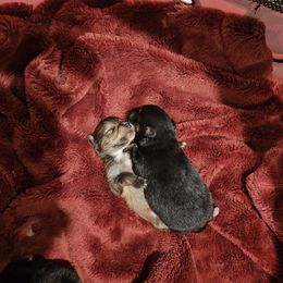 Pomeranian Puppies from Mayhew's Pomeranian Pups