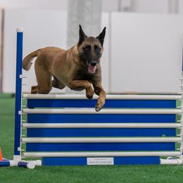 Belgian Malinois Puppies from Morning Star Malinois