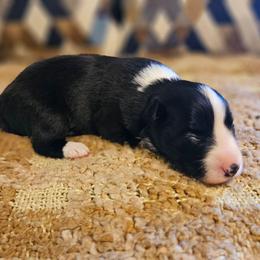 Laurel - Black and white female Border Collie puppy in Dewey, Arizona from Fásach Stockdogs