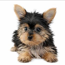 Bell - Black and tan female Yorkipoo puppy in North Huntington, Pennsylvania from Charz Dollz
