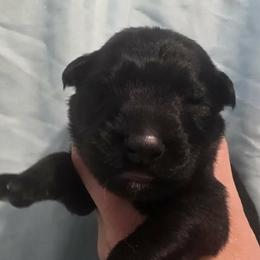 Light blue collar - Sable male German Shepherd puppy in Oscoda, Michigan from Sstar