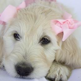 Goldendoodle Puppies from Penny and The Pups