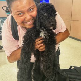 Goldendoodle Puppies from CocoLove Doodles