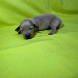 DRM2 cream or red - Cream male Dachshund puppy in Carthage, Texas from Rafter C Ranch Doxies